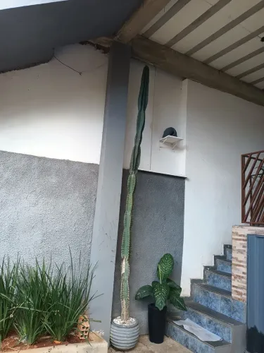 Cacto Escultórico para Jardim e Decoração