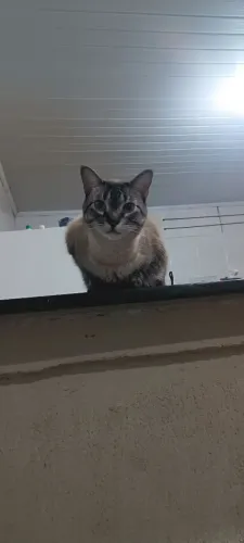 Doação gato macho castrado 