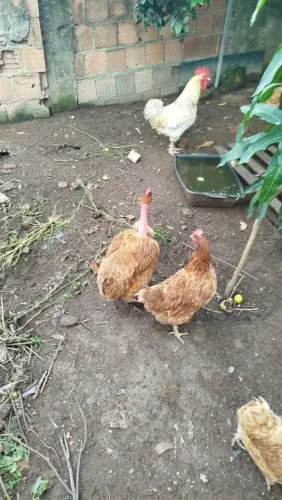  galinhas.