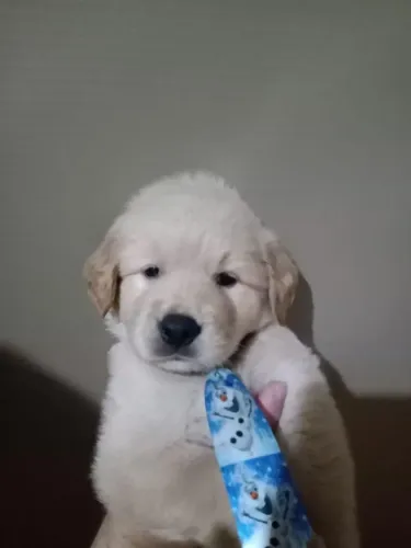 Golden Retriever fofo e companheiro - aproveite!