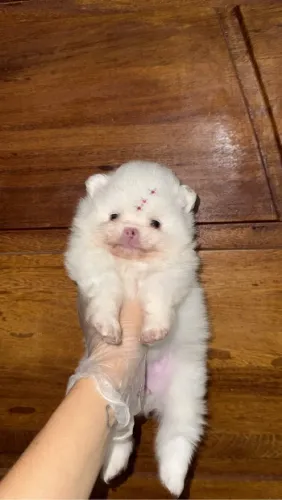 Filhote de Spitz Alemão Anão - Mini fofo!