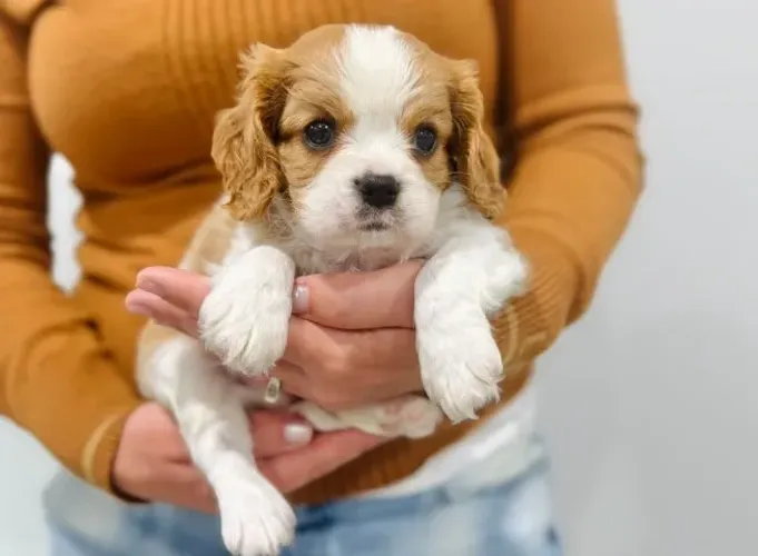 Filhote Cavalier King Charles Spaniel macho com pedigree e microchip