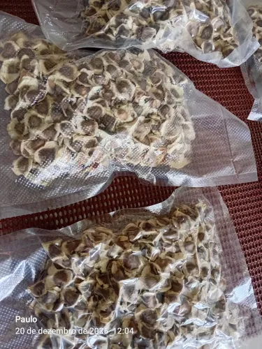 Semente de Moringa Aloifera