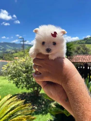 Lulu da pomerania anaozinhos