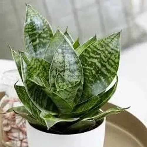 Muda Mini espada de São Jorge - Sanseveria