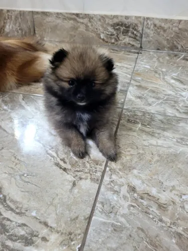 Lulu da Pomerania anão fêmea 