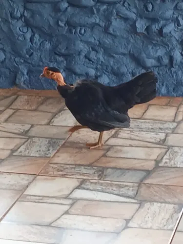Galo e galinha galizé 