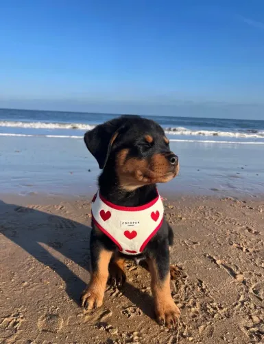 Rottweiler de linhagem forte, saudável e pronto para proteger sua família com amor e leald
