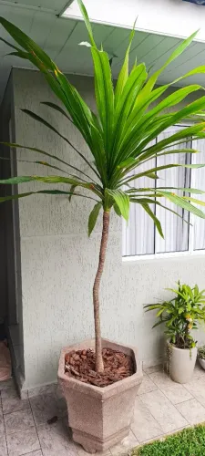 Vazo de Planta Dracena-Arbórea