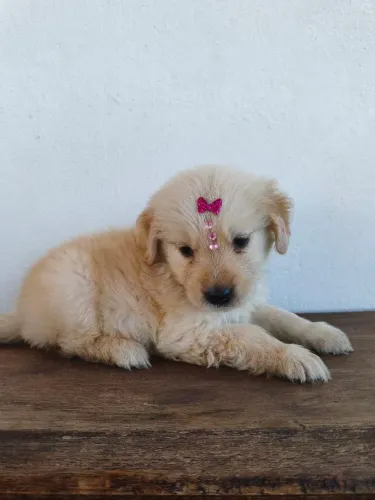 Golden Retriever fêmea divido 10x pais com pedigree