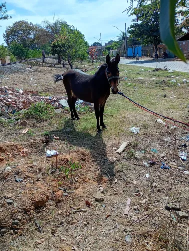 Burro a venda