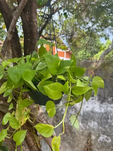 Vendo planta Jiboia