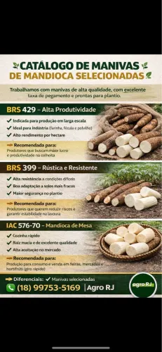 Mudas de mandioca 