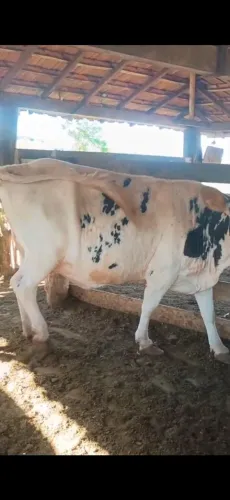1 vaca