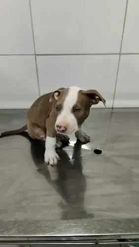 Pitbull 2 meses