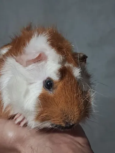 Porquinho da índia abissinio macho
