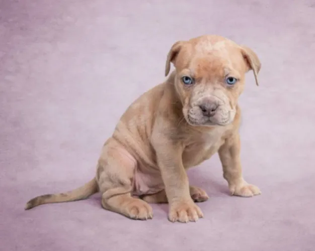 Impressionantes Filhotes de American Bully - Musculatura, Confiança e Lealdade