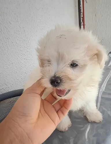 Filhote de Maltês com Poodle