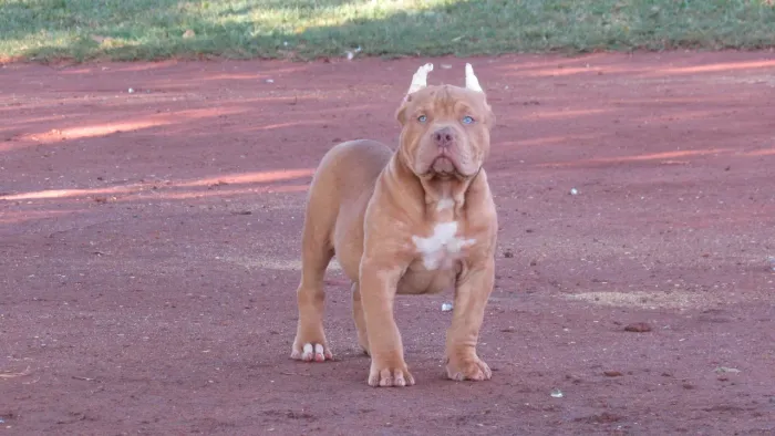 Filhote de Pit Monster 