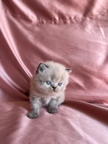 Gato Persa Himalaia