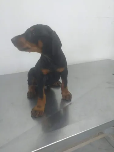 Doberman Europeus Filhotes a venda