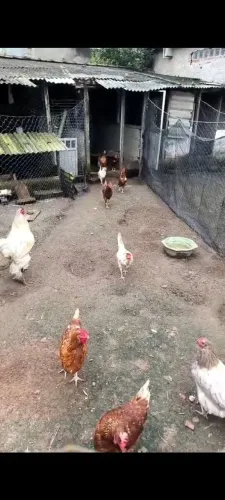 Frangos e galinhas caipira
