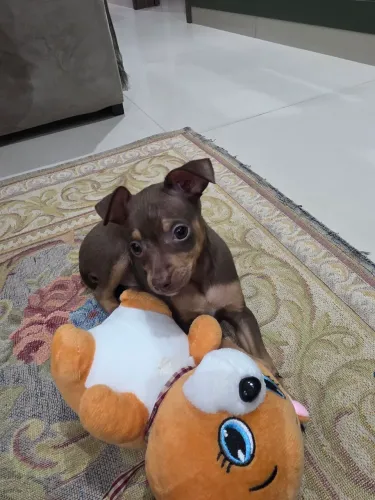 Pinscher Machinho