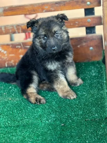 Pastor alemão/capa preta /Seu cão de guarda.