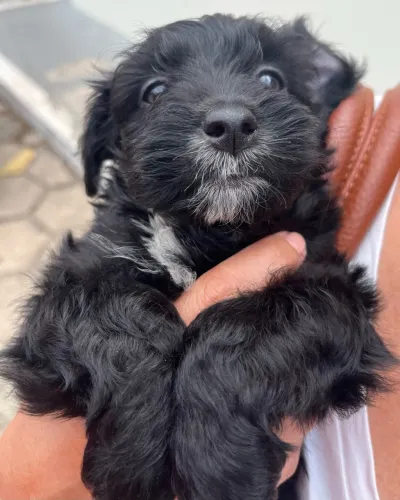 Filhote Poodle Puro