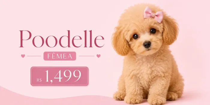 Poodle FÊMEA 