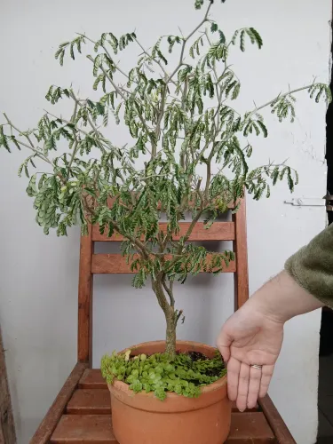 Bonsai