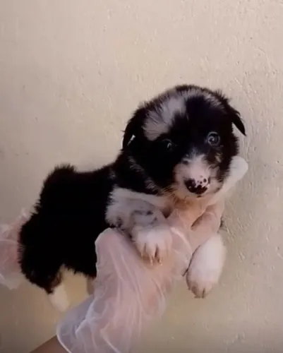 ? Ninhada de Border Collie | Consulte Disponibilidade