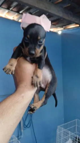 Cachorro