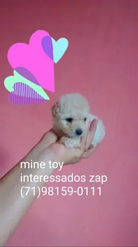  Raça pura poodle mine toy macho bastante peludinhos aceito cartões 
