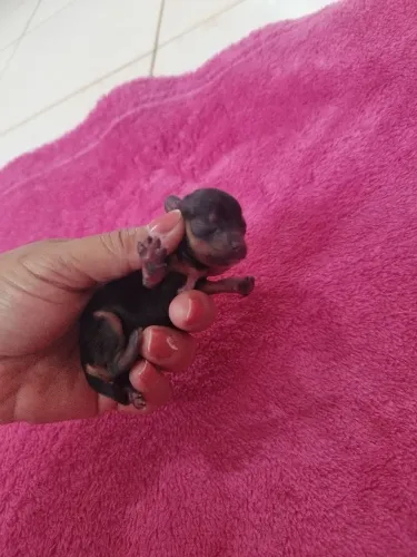 Pinscher 0