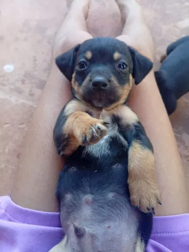 Doação de cachorro