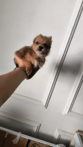 Filhote de yorkshire com Lulu da Pomerânia