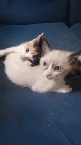 Filhotes para Adoção (gatos)