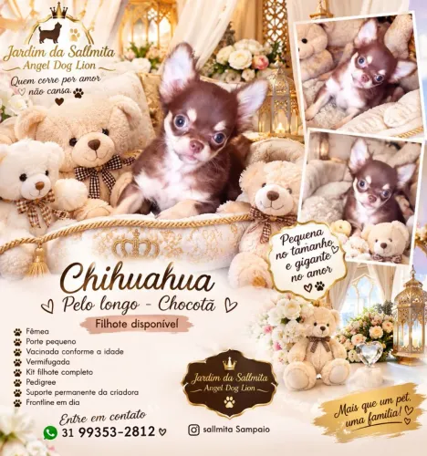 Linda Chihuahua chocotan