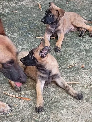 Pastor Malinois 