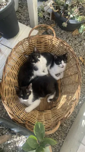 Gatinhos filhotes de gato frajola