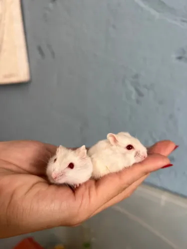 Hamster anão russo 