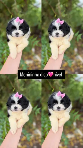 Spitz alemão | Lulu da pomerania