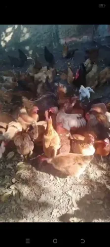 Frangos tudo barato