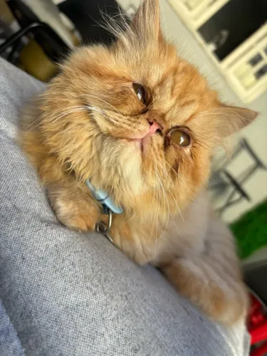 Gato persa