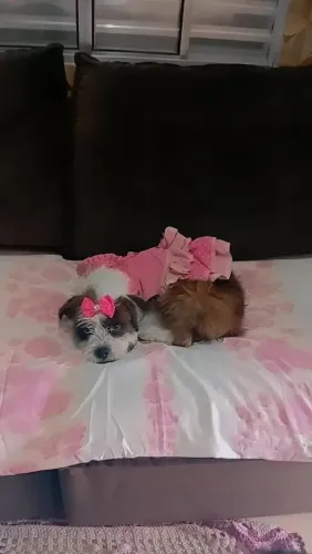 Lhasa pura femea 5 meses 