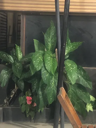 Vendo planta