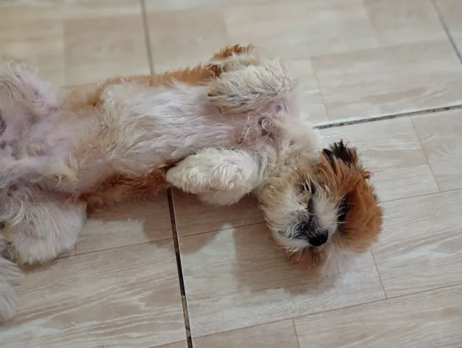 Shih Tzu