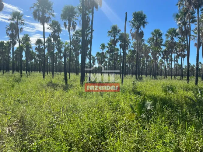 Fazenda 4.600 Hectares Corumbá - MS
