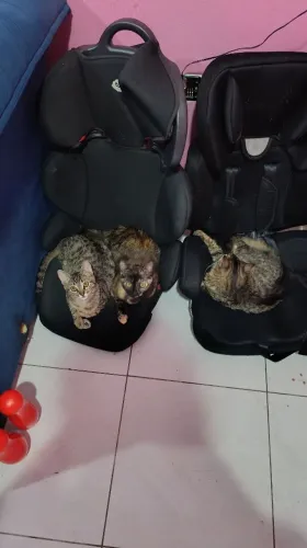 Doação gatos
